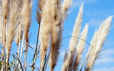 The Versatility of Pampas Grass: From Bohemian Chic to Contemporary Elegance