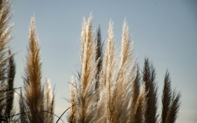 The Ultimate Guide to Decorating with Pampas Grass: Tips and Tricks for Every Room